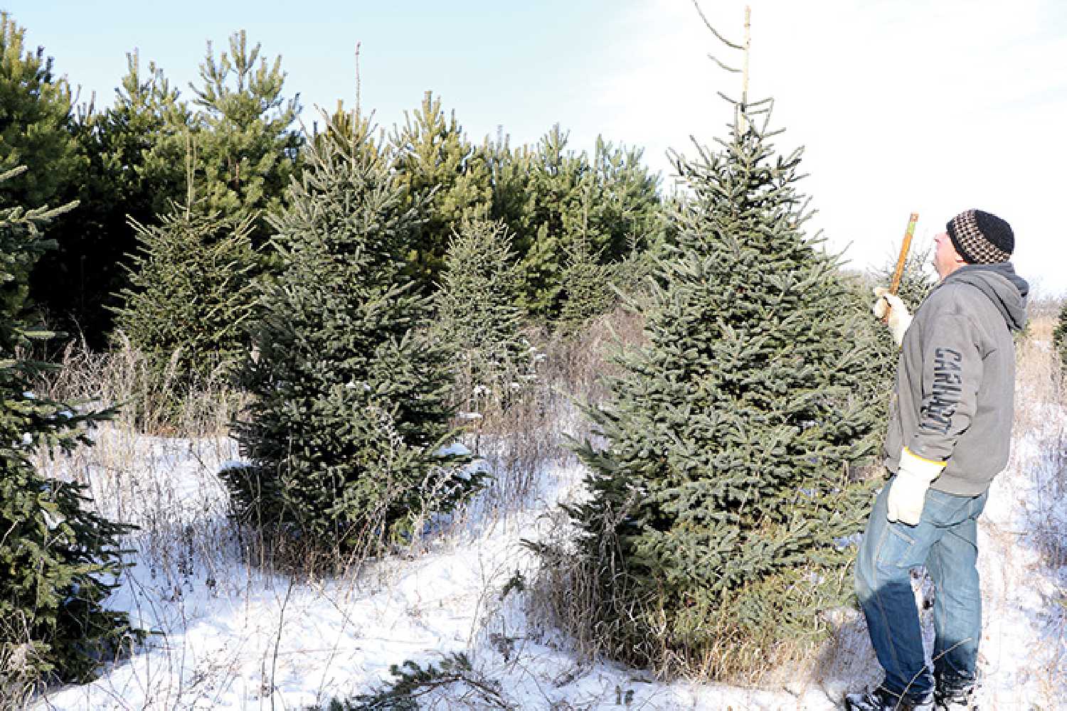 Aaron Hack says his favorite part about working on a Christmas tree farm is helping families find their perfect Christmas tree during the holidays.